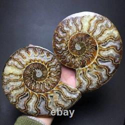 1 Pair of Natural Crystal ammonite fossil conch specimen healing 3kg