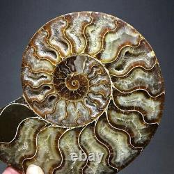 1 Pair of Natural Crystal ammonite fossil conch specimen healing 3kg