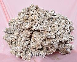 15 Lb HUGE Selenite DESERT ROSE Crystal Cluster 15+ Inches Mexico