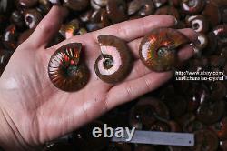 2.2lb Wholesale Price! 45-70 Pcs Rainbow Ammonite Fossil Crystal Specimen