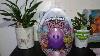 Hatching Brand New Hatchimal Crystal Cannon Pixie Egg