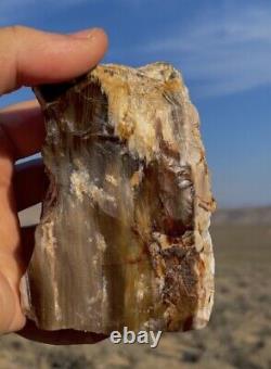 Large Opal Agate Petrified Wood Crystal Mineral Specimen Best Crystal Rarest