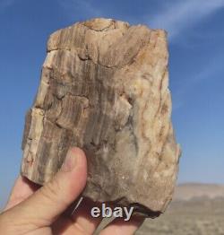 Large Opal Agate Petrified Wood Crystal Mineral Specimen Crystal Museum Quality